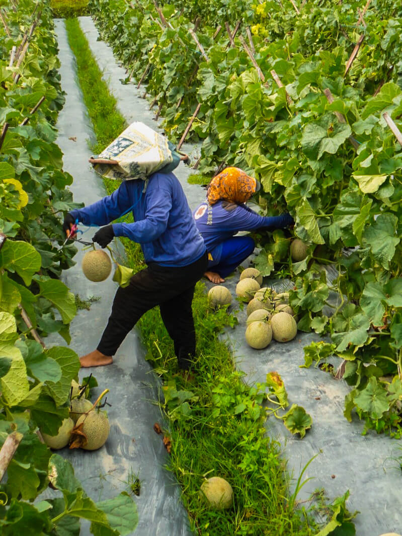Petani buah melon menggunakan Pupuk Gembur